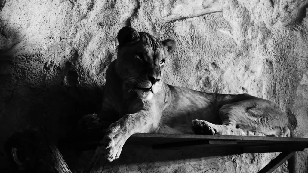 Tierpatenschaft Löwe im Zoo Dresden - onlion® Studio